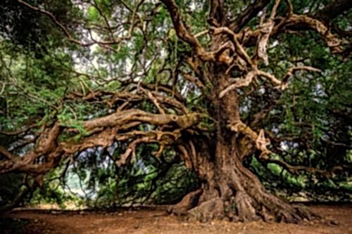 Tree Mythologies