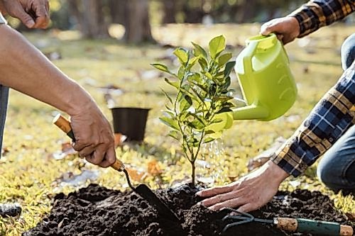 How to Plant a Tree? Step-by-Step Tree Sapling Planting Guide and Tips