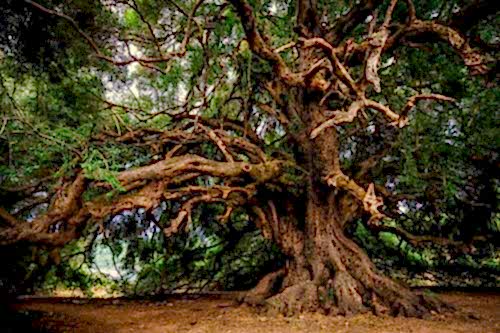 How to Determine the Age of Trees? Dendrochronology Methods