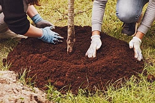 How to Relocate Trees?