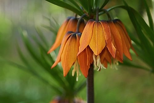 Fritillaria Imperialis (Crown Imperial) – Features and Care Guide