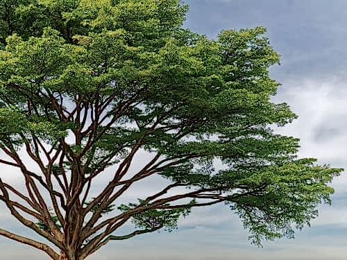Types and Features of Acacia Trees: Natural Shade for Your Garden