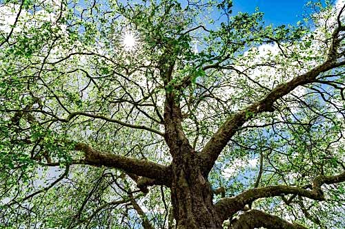 What Is the Andız Tree? Benefits, Uses, and Characteristics