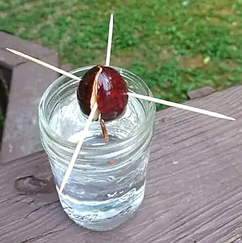 How to Grow an Avocado Tree? Step-by-Step Growing Guide