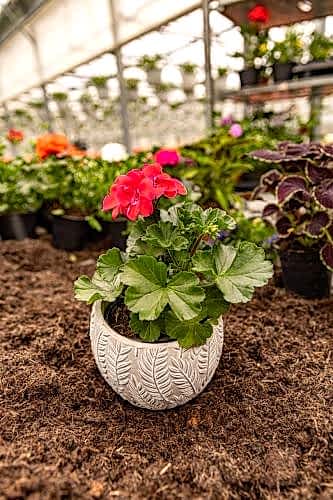  Tips for Blooming Flowers in Spring