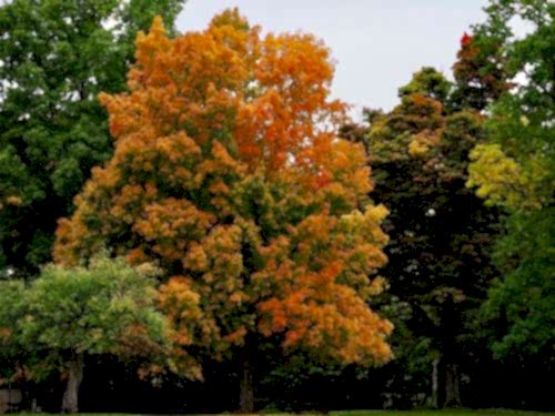 Fastest Growing Tree Species for Your Garden