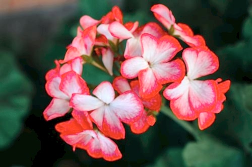 A List of Year-Round Blooming Flowers for Your Balcony and Garden