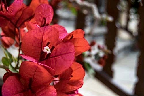 How to Propagate Bougainvillea? Care, Meaning & Garden Use