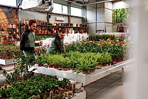 Plant Rental Services