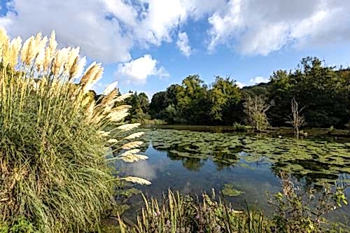 Biological Pond Implementation