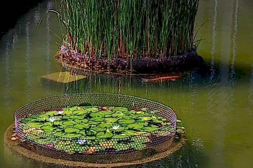 Biological Pond Implementation