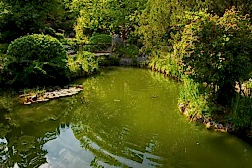 Biological Pond Implementation