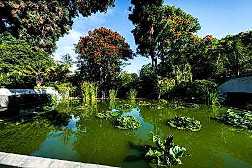 Biological Ornamental Pool