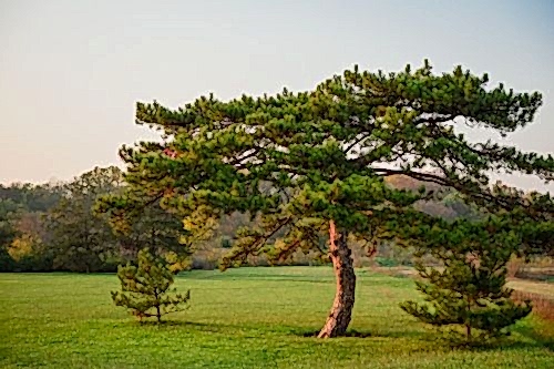 What Are the Types of Pine Trees? Ideal Pine Varieties for Landscaping