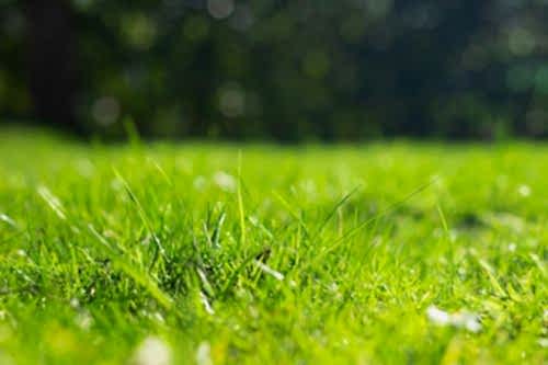 How to Plant Grass