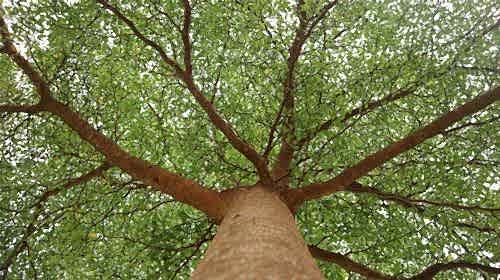 Plane Tree: Characteristics, Care, and Benefits