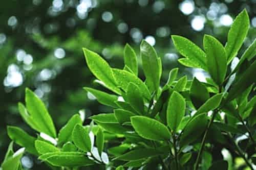 Bay Laurel Tree Cultivation: A Natural Treasure in Your Garden