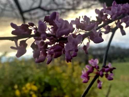 Redbud Flower