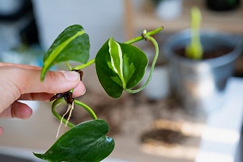 The Easiest Indoor Plants to Care for at Home