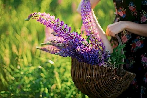  Shade-Tolerant Plants