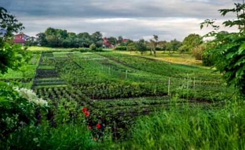 What to Plant Each Month? A Month-by-Month Planting Guide by Season