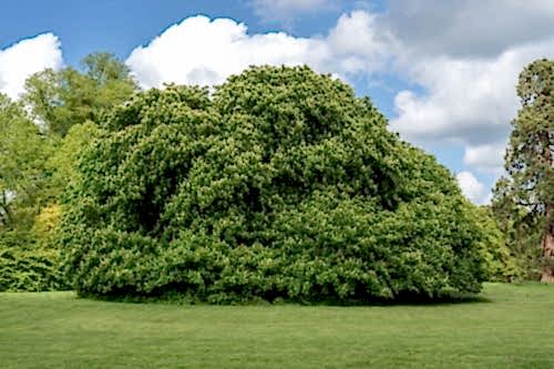 Where Does the Linden Tree Grow? Characteristics and Benefits