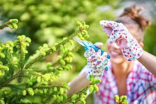Spring Garden Care