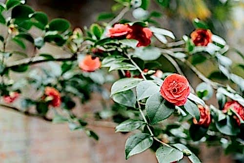Camellia Flower: Care, Meaning & Characteristics