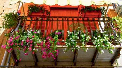 Vertical Gardening for Small Balconies