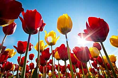 What Is the Tulip Festival? Where and When Is It Held?