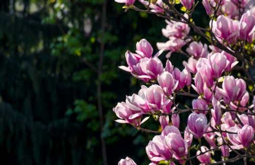 Magnolia Tree Care