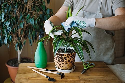 Seasonal Plant Care Guide