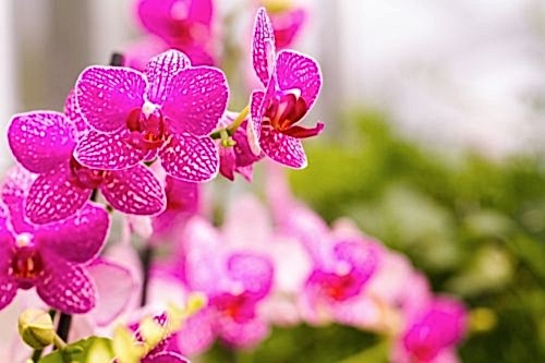 Orchid Care