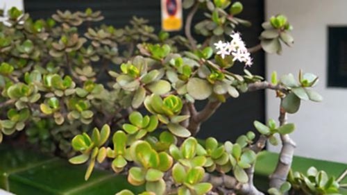 Money Plant (Crassula) Care Guide