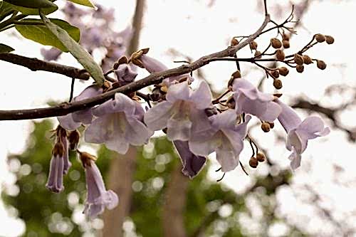 Paulownia Tree: Characteristics and Story
