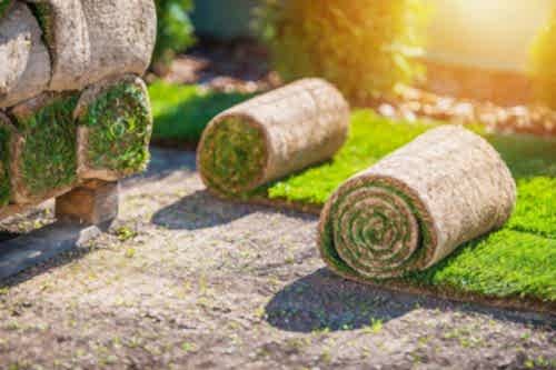 What Is Roll Turf? How to Lay Ready-to-Use Roll Grass?