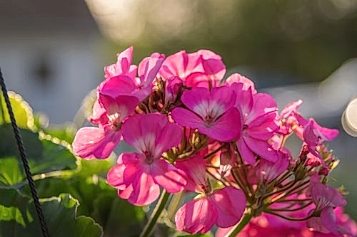 How to Care for Geraniums? Tips from Pots to Garden Beds