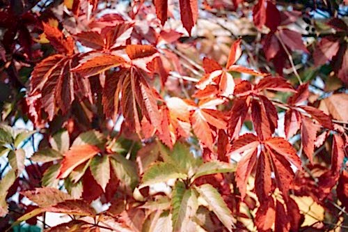 Sweetgum Tree: A Unique Natural Treasure Native to Türkiye