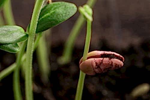 How to Germinate Seeds?