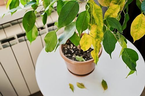 Common Plant Diseases and Natural Remedies